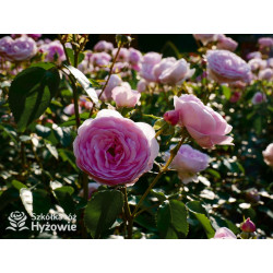 Olivia Rose Austin™ (Ausmixture) - David Austin® Róże Angielskie -  Olivia Rose Austin™ (Ausmixture) - David Austin® Róże Angielskie -