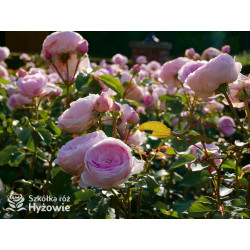 Olivia Rose Austin™ (Ausmixture) - David Austin® Róże Angielskie -  Olivia Rose Austin™ (Ausmixture) - David Austin® Róże Angielskie -