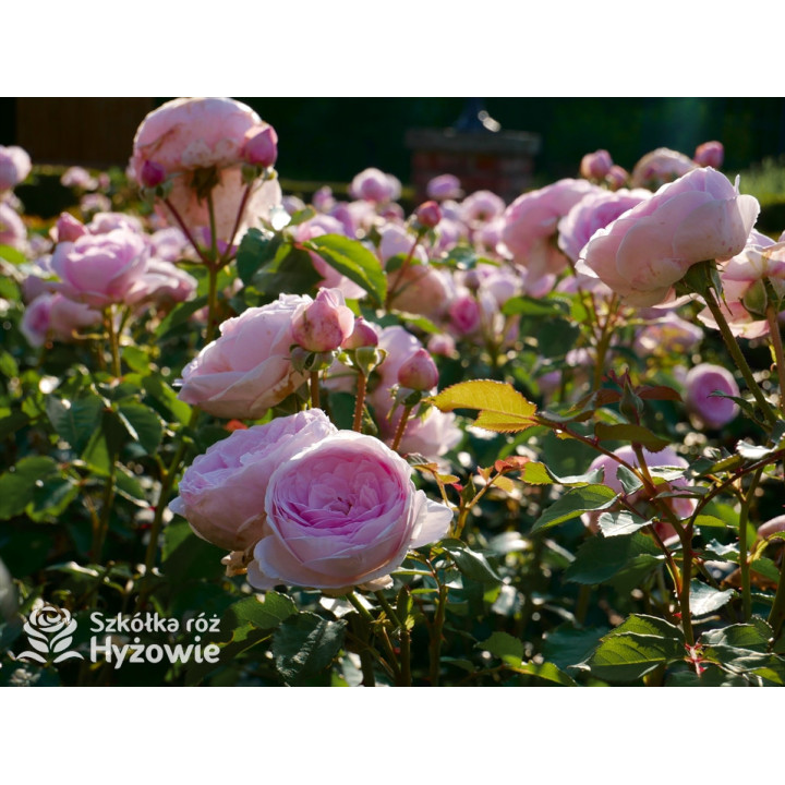 Olivia Rose Austin™ (Ausmixture) - David Austin® Róże Angielskie -  Olivia Rose Austin™ (Ausmixture) - David Austin® Róże Angielskie -