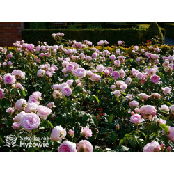 Olivia Rose Austin™ (Ausmixture) - David Austin® Róże Angielskie -  Olivia Rose Austin™ (Ausmixture) - David Austin® Róże Angielskie -