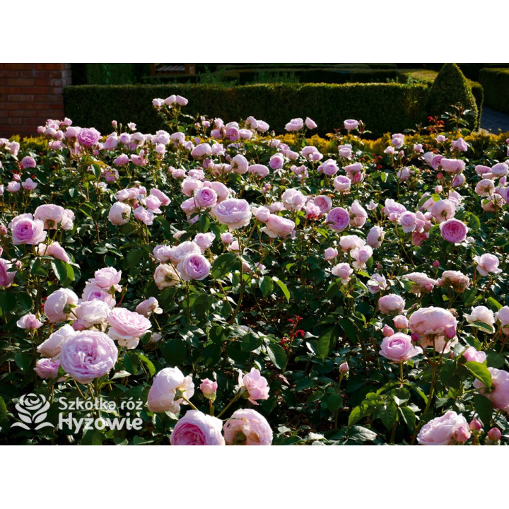 Olivia Rose Austin™ (Ausmixture) - David Austin® Róże Angielskie -  Olivia Rose Austin™ (Ausmixture) - David Austin® Róże Angielskie -