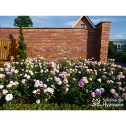 Olivia Rose Austin™ (Ausmixture) - David Austin® Róże Angielskie -  Olivia Rose Austin™ (Ausmixture) - David Austin® Róże Angielskie -