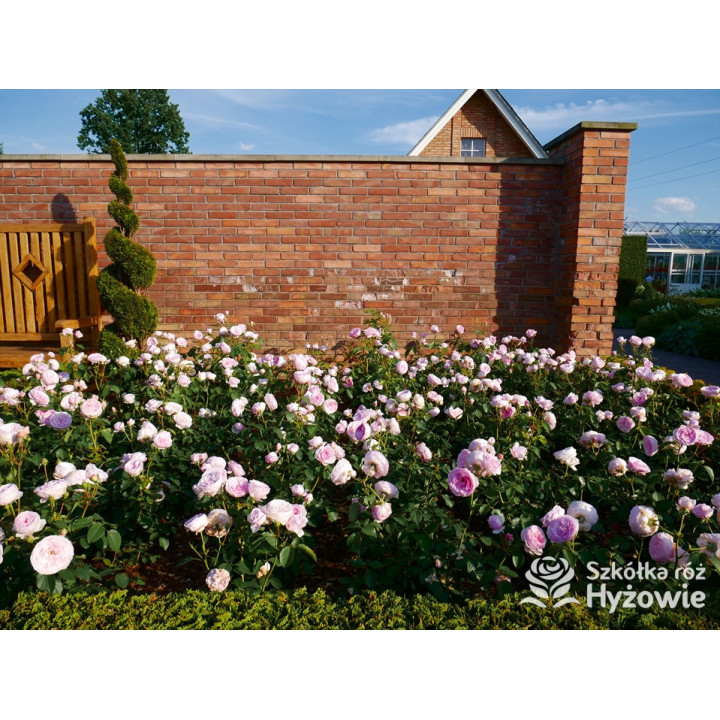 Olivia Rose Austin™ (Ausmixture) - David Austin® Róże Angielskie -  Olivia Rose Austin™ (Ausmixture) - David Austin® Róże Angielskie -