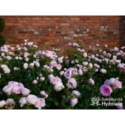 Olivia Rose Austin™ (Ausmixture) - David Austin® Róże Angielskie -  Olivia Rose Austin™ (Ausmixture) - David Austin® Róże Angielskie -