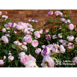 Olivia Rose Austin™ (Ausmixture) - David Austin® Róże Angielskie -  Olivia Rose Austin™ (Ausmixture) - David Austin® Róże Angielskie -