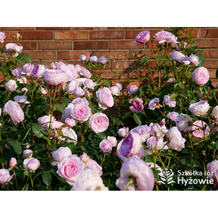 Olivia Rose Austin™ (Ausmixture) - David Austin® Róże Angielskie -  Olivia Rose Austin™ (Ausmixture) - David Austin® Róże Angielskie -