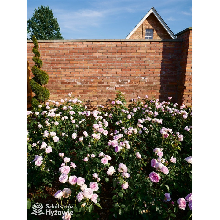 Olivia Rose Austin™ (Ausmixture) - David Austin® Róże Angielskie -  Olivia Rose Austin™ (Ausmixture) - David Austin® Róże Angielskie -