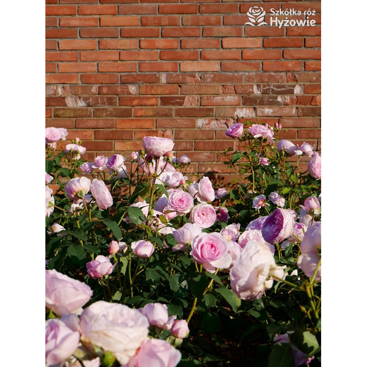 Olivia Rose Austin™ (Ausmixture) - David Austin® Róże Angielskie -  Olivia Rose Austin™ (Ausmixture) - David Austin® Róże Angielskie -