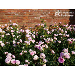 Olivia Rose Austin™ (Ausmixture) - David Austin® Róże Angielskie -  Olivia Rose Austin™ (Ausmixture) - David Austin® Róże Angielskie -