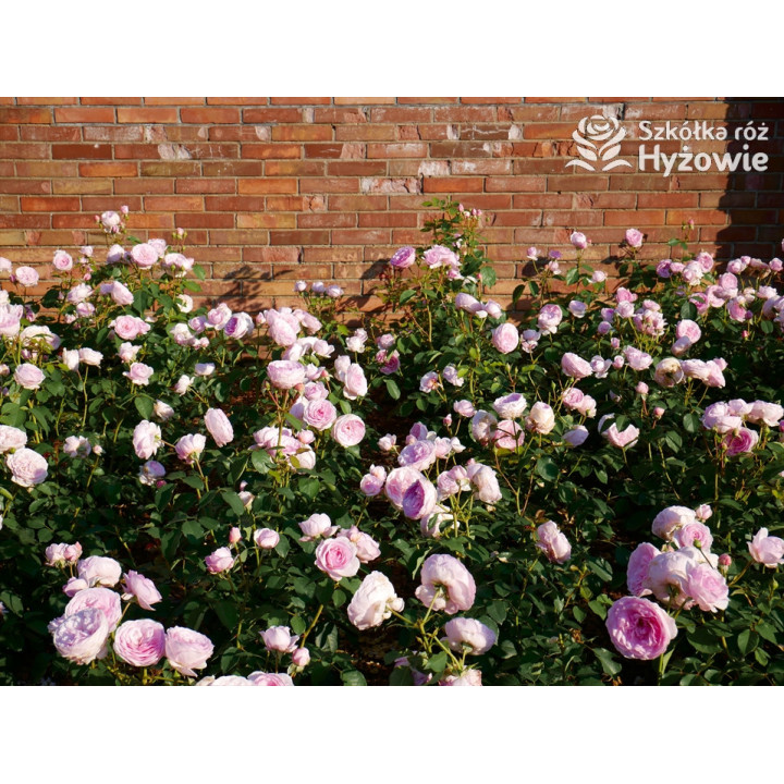 Olivia Rose Austin™ (Ausmixture) - David Austin® Róże Angielskie -  Olivia Rose Austin™ (Ausmixture) - David Austin® Róże Angielskie -