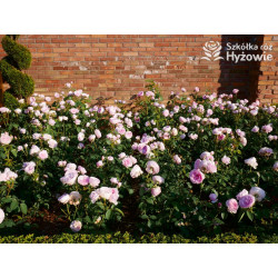 Olivia Rose Austin™ (Ausmixture) - David Austin® Róże Angielskie -  Olivia Rose Austin™ (Ausmixture) - David Austin® Róże Angielskie -