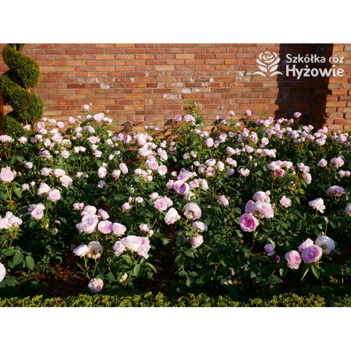 Olivia Rose Austin™ (Ausmixture) - David Austin® Róże Angielskie -  Olivia Rose Austin™ (Ausmixture) - David Austin® Róże Angielskie -