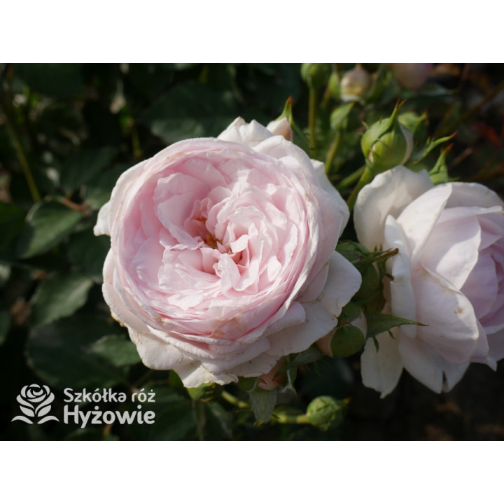 Olivia Rose Austin™ (Ausmixture) - David Austin® Róże Angielskie -  Olivia Rose Austin™ (Ausmixture) - David Austin® Róże Angielskie -