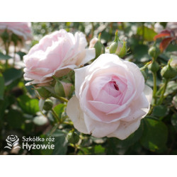 Olivia Rose Austin™ (Ausmixture) - David Austin® Róże Angielskie -  Olivia Rose Austin™ (Ausmixture) - David Austin® Róże Angielskie -