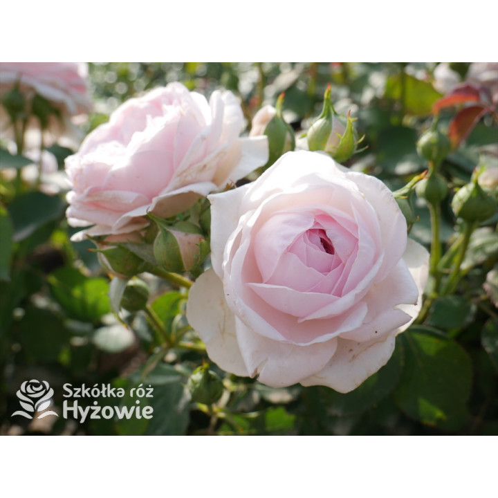 Olivia Rose Austin™ (Ausmixture) - David Austin® Róże Angielskie -  Olivia Rose Austin™ (Ausmixture) - David Austin® Róże Angielskie -