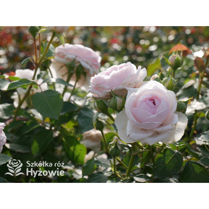 Olivia Rose Austin™ (Ausmixture) - David Austin® Róże Angielskie -  Olivia Rose Austin™ (Ausmixture) - David Austin® Róże Angielskie -