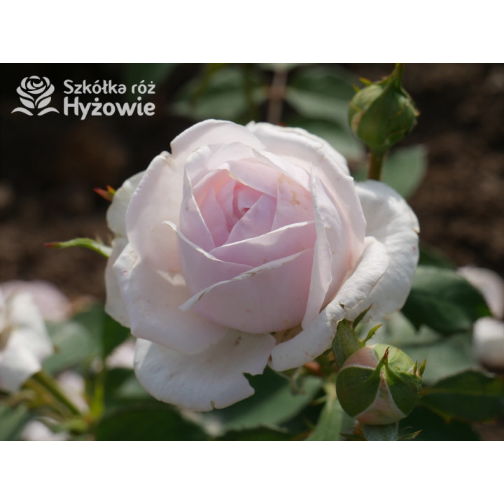 Olivia Rose Austin™ (Ausmixture) - David Austin® Róże Angielskie -  Olivia Rose Austin™ (Ausmixture) - David Austin® Róże Angielskie -