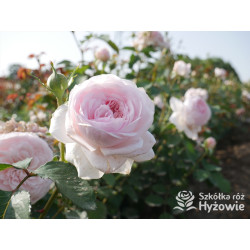 Olivia Rose Austin™ (Ausmixture) - David Austin® Róże Angielskie -  Olivia Rose Austin™ (Ausmixture) - David Austin® Róże Angielskie -