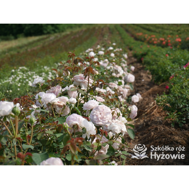 Olivia Rose Austin™ (Ausmixture) - David Austin® Róże Angielskie -  Olivia Rose Austin™ (Ausmixture) - David Austin® Róże Angielskie -