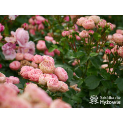 Playful Rokoko® - Róże Rabatowe -  Playful Rokoko® - Róże Rabatowe -