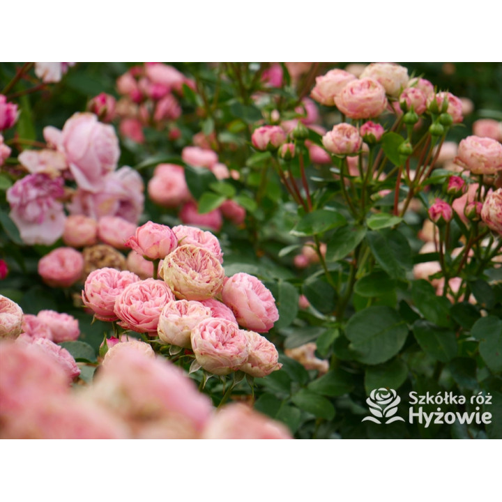 Playful Rokoko® - Róże Rabatowe -  Playful Rokoko® - Róże Rabatowe -