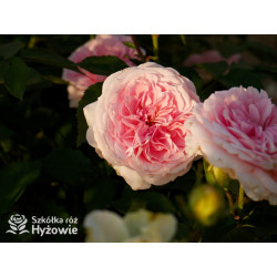 Princess Sophie® - Róże Rabatowe - 