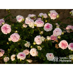 Princess Sophie® - Róże Rabatowe - 