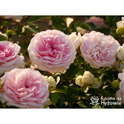 Princess Sophie® - Róże Rabatowe - 