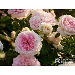 Princess Sophie® - Róże Rabatowe - 