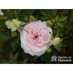 Princess Sophie® - Róże Rabatowe - 