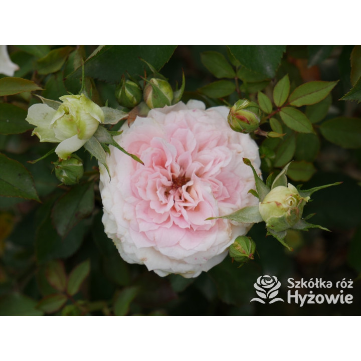 Princess Sophie® - Róże Rabatowe - 