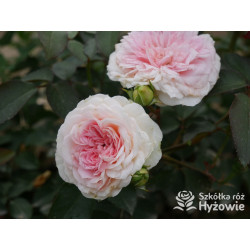 Princess Sophie® - Róże Rabatowe - 