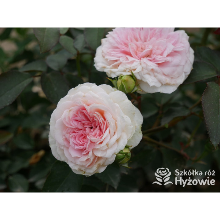 Princess Sophie® - Róże Rabatowe - 