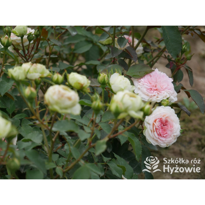 Princess Sophie® - Róże Rabatowe - 