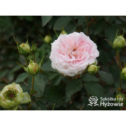 Princess Sophie® - Róże Rabatowe - 