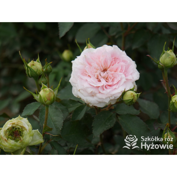 Princess Sophie® - Róże Rabatowe - 