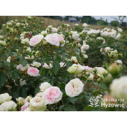 Princess Sophie® - Róże Rabatowe - 