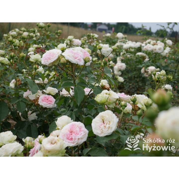 Princess Sophie® - Róże Rabatowe - 