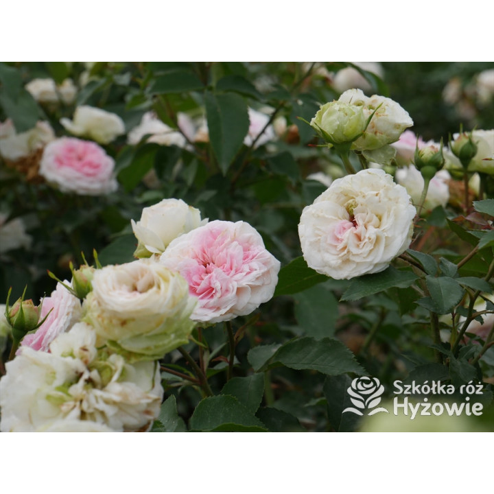 Princess Sophie® - Róże Rabatowe - 