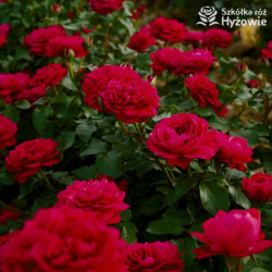 Red Leonardo da Vinci® - Róże Rabatowe -