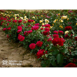 Red Leonardo da Vinci® - Róże Rabatowe - 