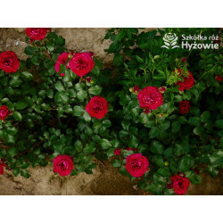 Red Leonardo da Vinci® - Róże Rabatowe - 