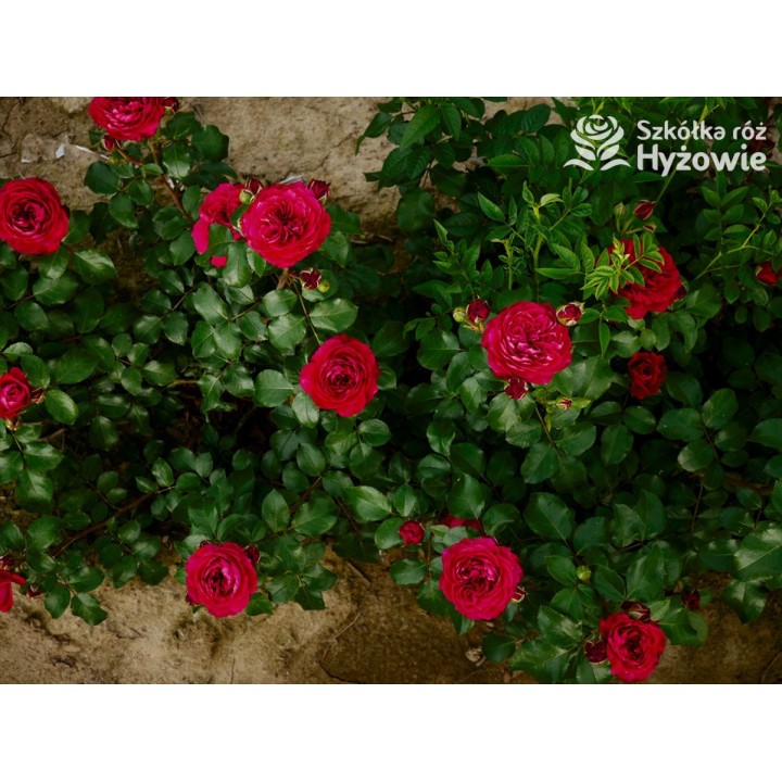 Red Leonardo da Vinci® - Róże Rabatowe - 
