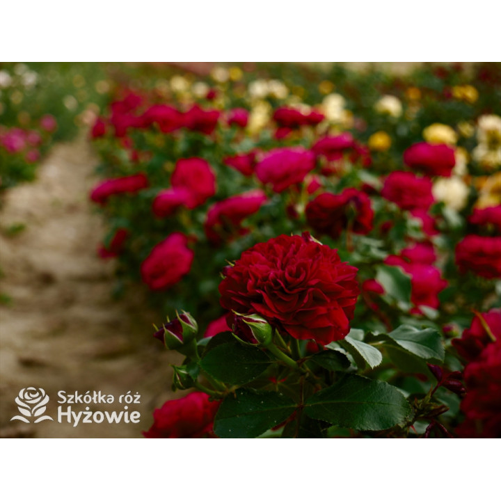 Red Leonardo da Vinci® - Róże Rabatowe - 