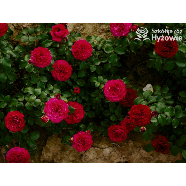 Red Leonardo da Vinci® - Róże Rabatowe - 