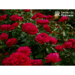 Red Leonardo da Vinci® - Róże Rabatowe - 