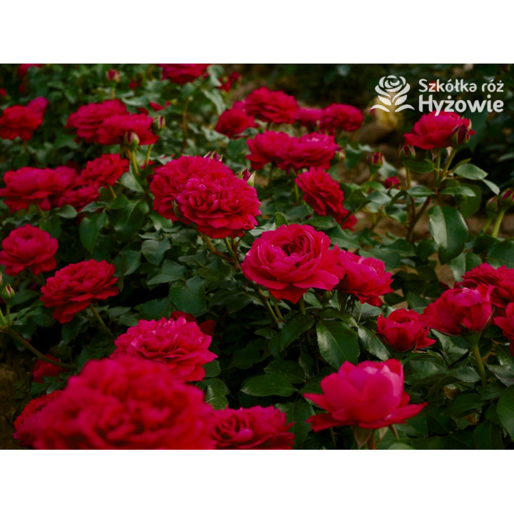 Red Leonardo da Vinci® - Róże Rabatowe - 