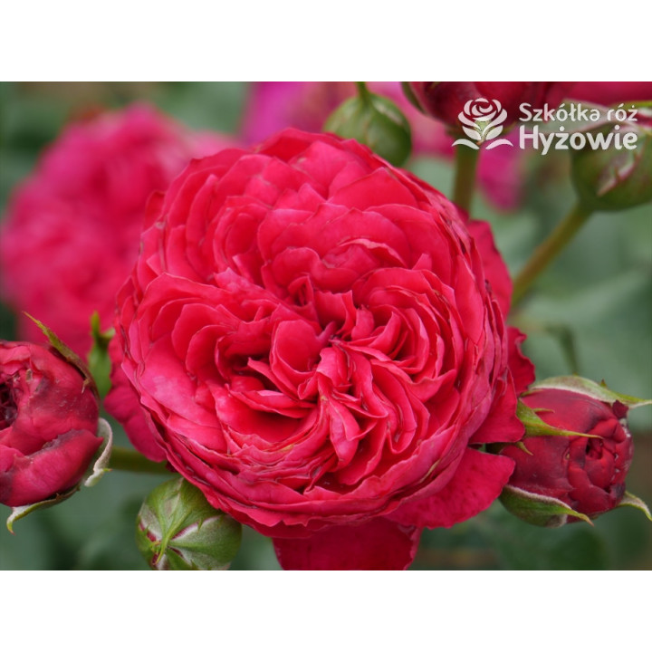 Red Leonardo da Vinci® - Róże Rabatowe - 