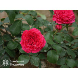 Red Leonardo da Vinci® - Róże Rabatowe - 