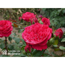 Red Leonardo da Vinci® - Róże Rabatowe - 